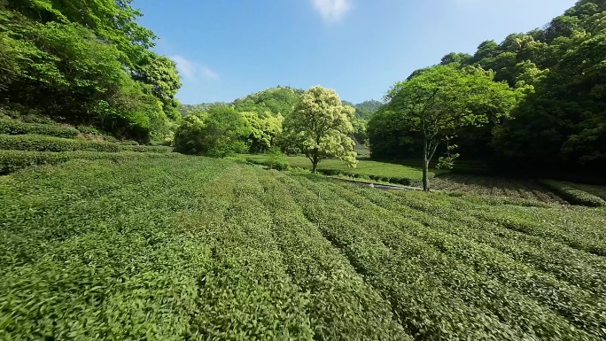 杭州梅家坞龙井茶园穿越机航拍