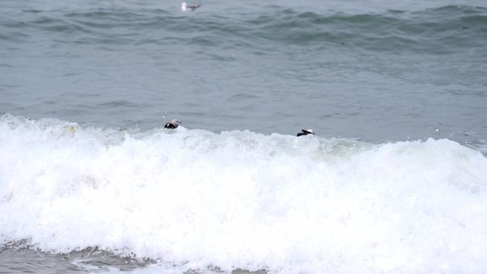 威海市海边海鸥