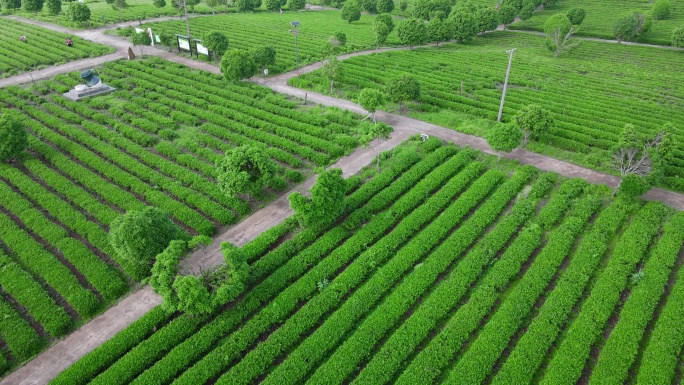 高角度拍茶园