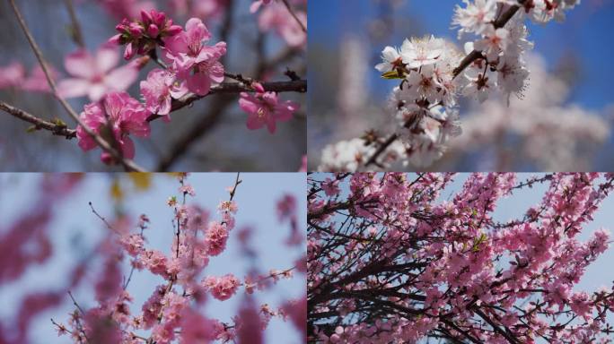 桃花盛开春意盎然粉色花瓣盛放蜜蜂飞舞