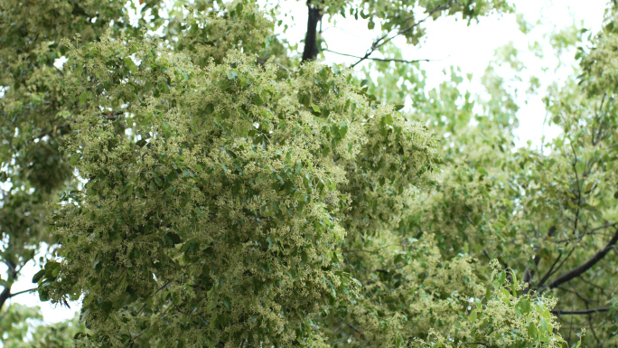 寺庙里的香樟树开花了梅雨谷雨