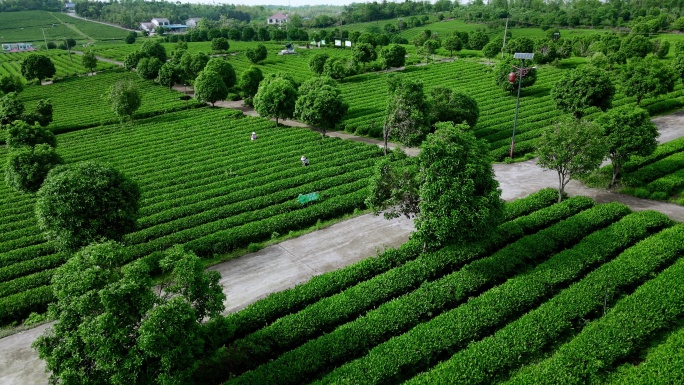 高角度拍茶园