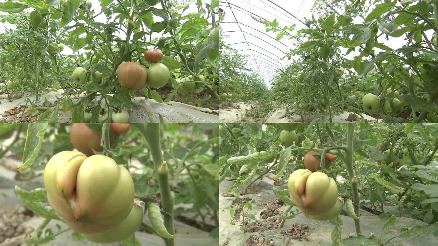 大棚番茄 西红柿果实 粉红西红柿 畸形果