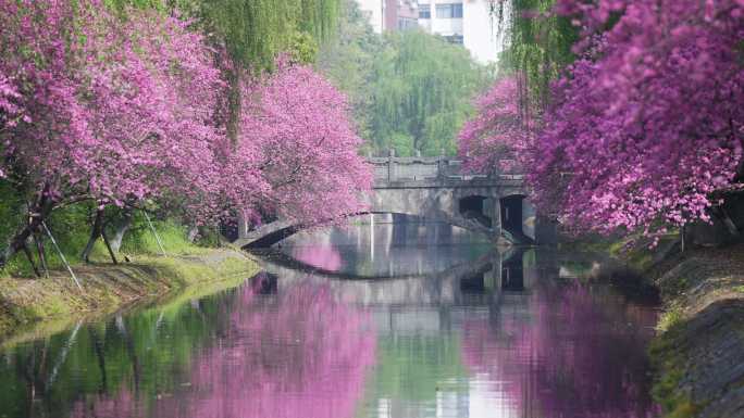 河边盛开的桃花