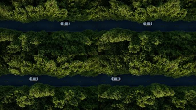 汽车经过森林
