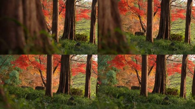 秋天树林和红枫叶