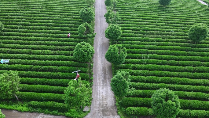 高角度拍茶园