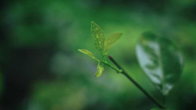 植物抽芽发芽花春雷春雨春天绿2555