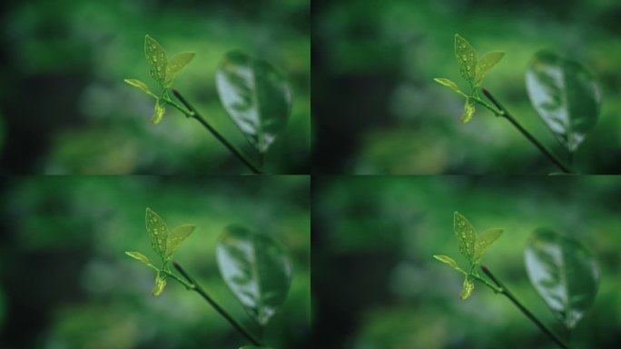 植物抽芽发芽花春雷春雨春天绿2555