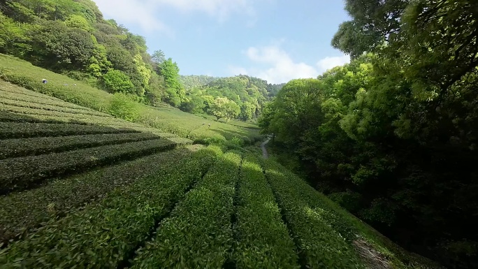 杭州梅家坞龙井茶园穿越机航拍