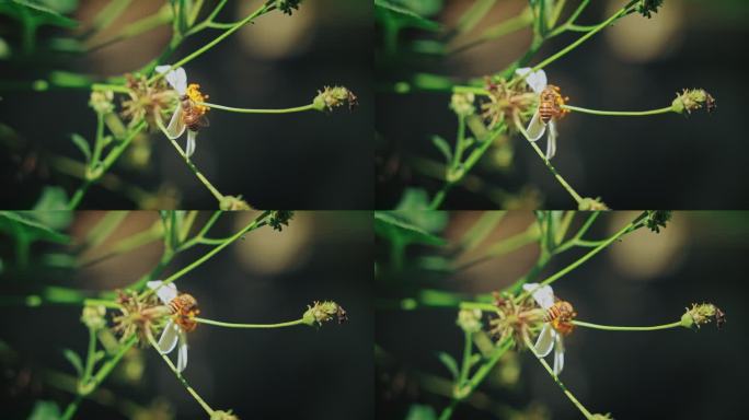 白花鬼针草开花春雷春雨春天绿植2570