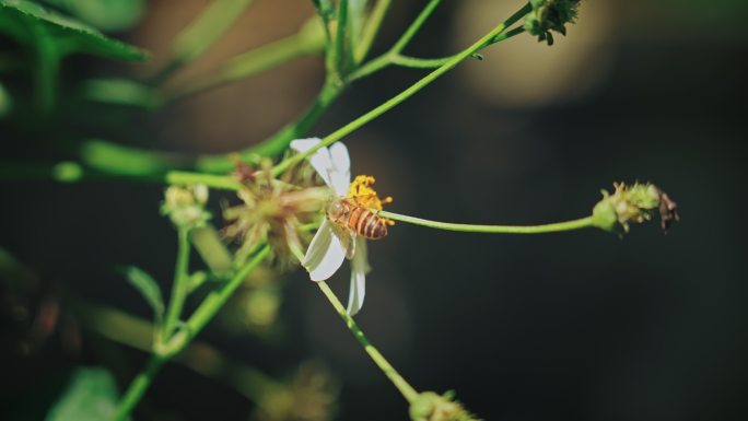 白花鬼针草开花春雷春雨春天绿植2569