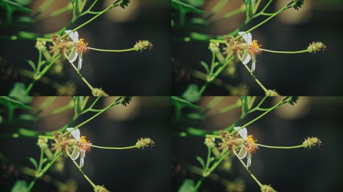 白花鬼针草开花春雷春雨春天绿植2569