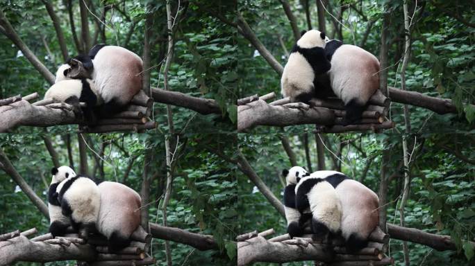 大熊猫和小熊猫幼仔嬉戏打闹