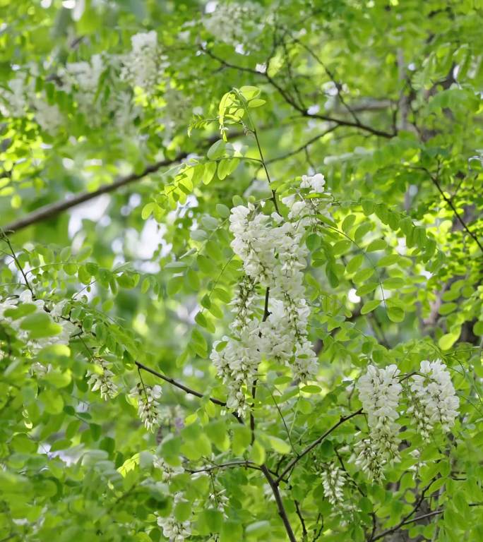 春天洋槐花槐树花盛开