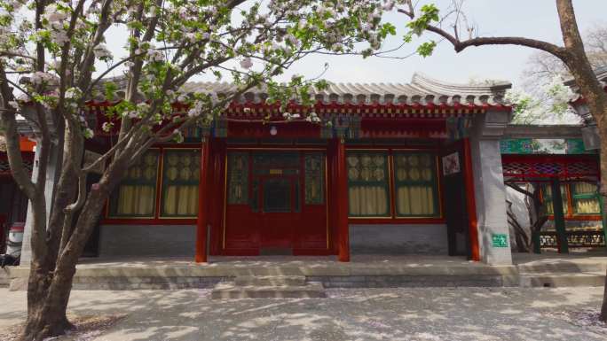 海棠树 四合院 中式建筑 古风