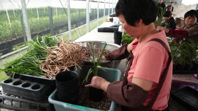 棠棣村兰花基地工人培育种植场景