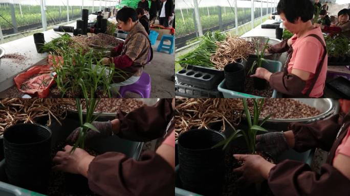 棠棣村兰花基地工人培育种植场景