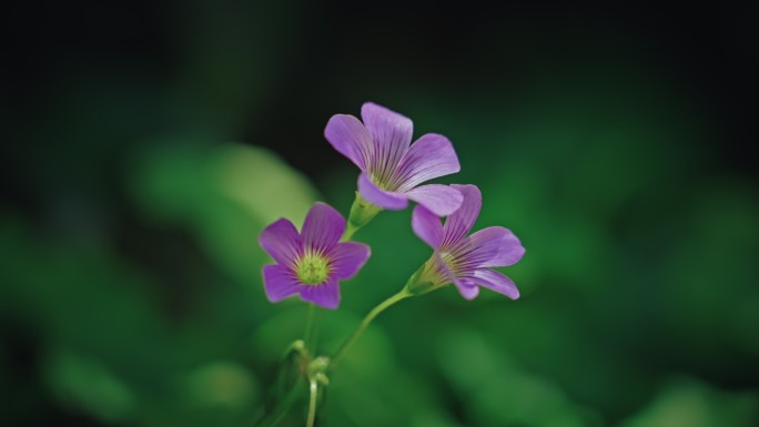 红花酢浆草开花春雷春雨春天绿植2583