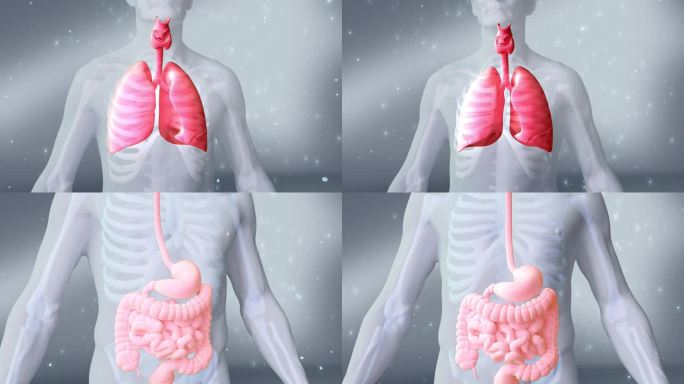 AE肠胃 胃肠 肺 呼吸系统 人体器官