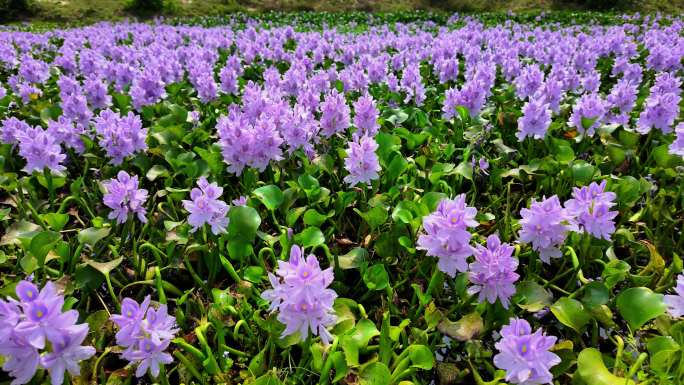 紫色水葫芦花