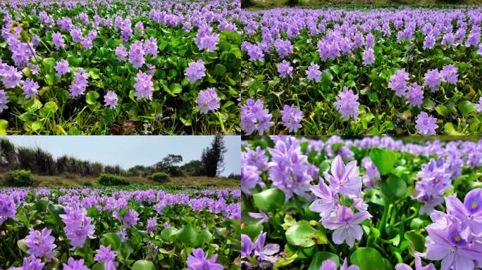 紫色水葫芦花