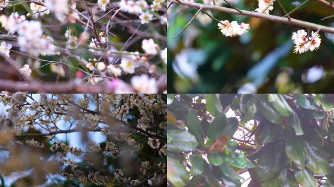 春天来了花朵盛开草木植被风景视频素材94