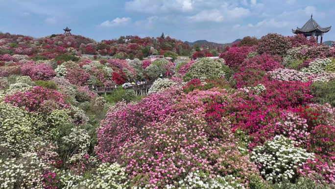 贵州毕节百里杜鹃花海普底