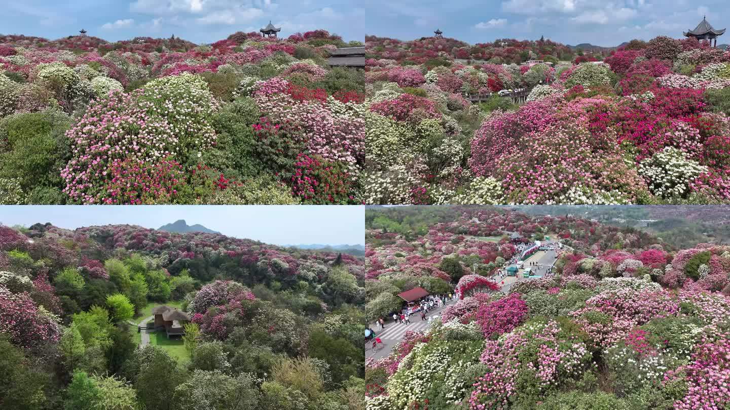 贵州毕节百里杜鹃花海普底