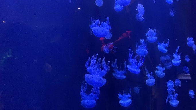 亚特兰蒂斯水族馆-水母