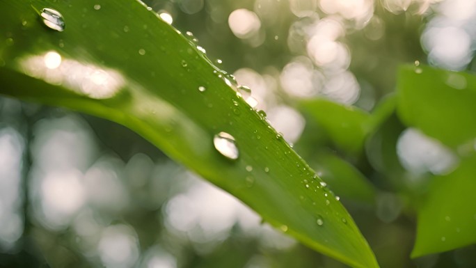 水滴 落叶 大自然 植物