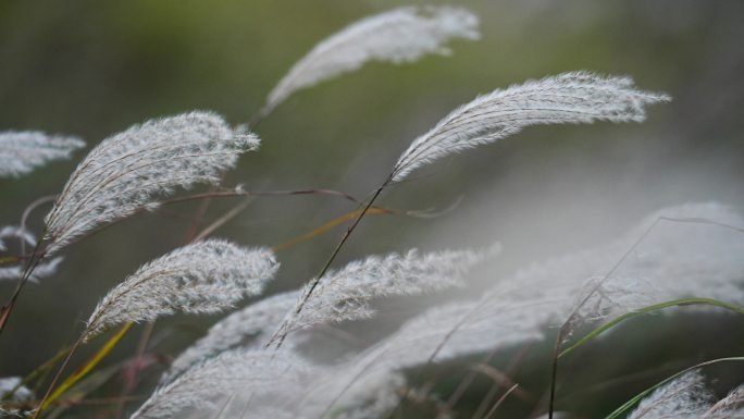 鄱阳湖芦苇