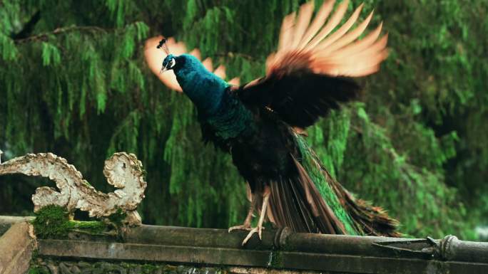 孔雀下凡自然生态动物特写唯美空镜
