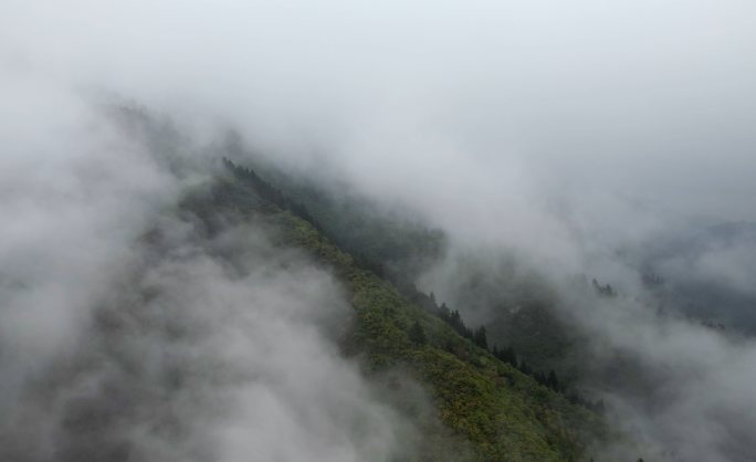 4K自然流水风景树木山水自然山川