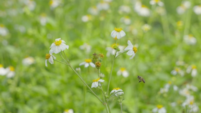 蜜蜂在野花上采蜜