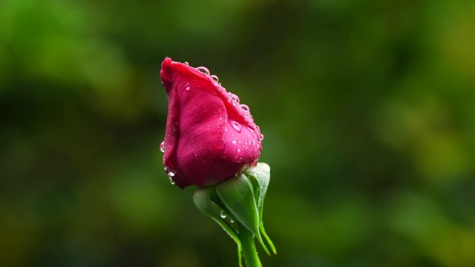 春天红色玫瑰花花蕾特写，花蕾的水滴露珠
