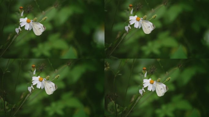 白花鬼针草开花春雷春雨春天绿植2702