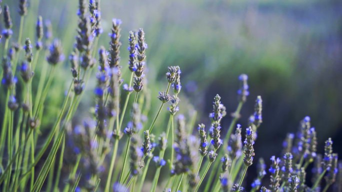 五段薰衣草花海素材