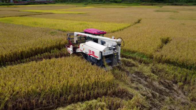 稻田和收割机、收割机在收割水稻航拍