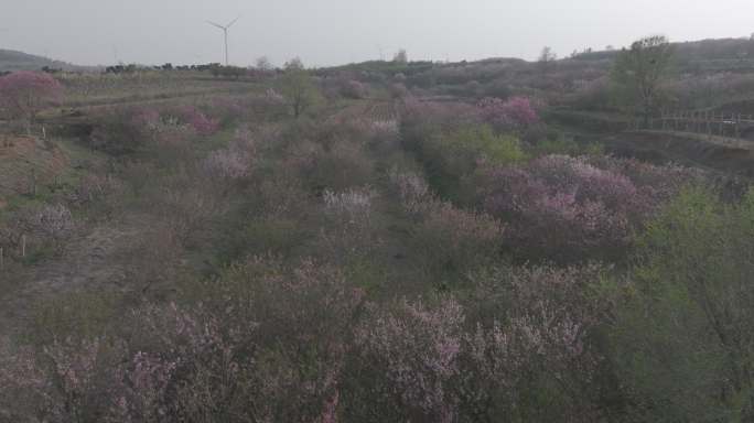 航拍威海经区崮山镇盐滩村春季山野桃花