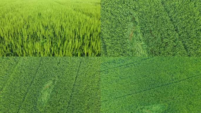 粮食生产粮食安全农业麦子麦田绿色农业饭碗