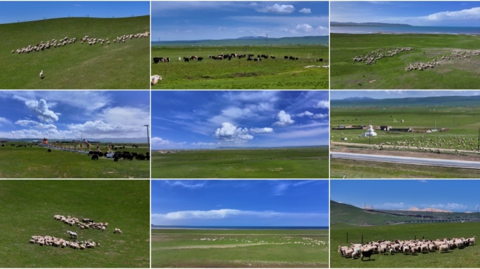 航拍唯美草原牛群羊群高原牧场
