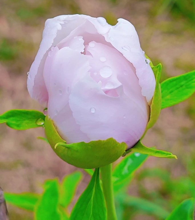 竖屏牡丹花苞花骨朵露珠国花