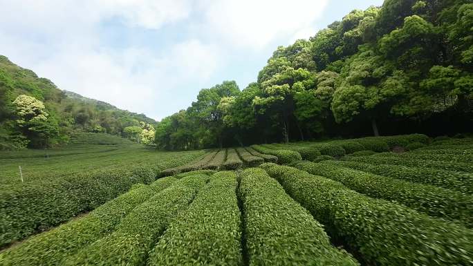 杭州梅家坞龙井茶园穿越机航拍