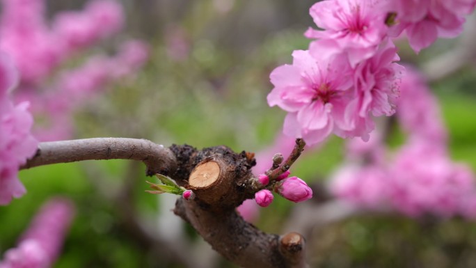 秦皇岛 花 超高清 通用 原素材