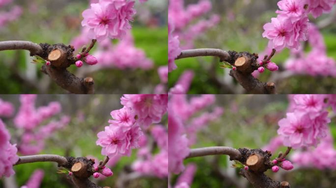 秦皇岛 花 超高清 通用 原素材