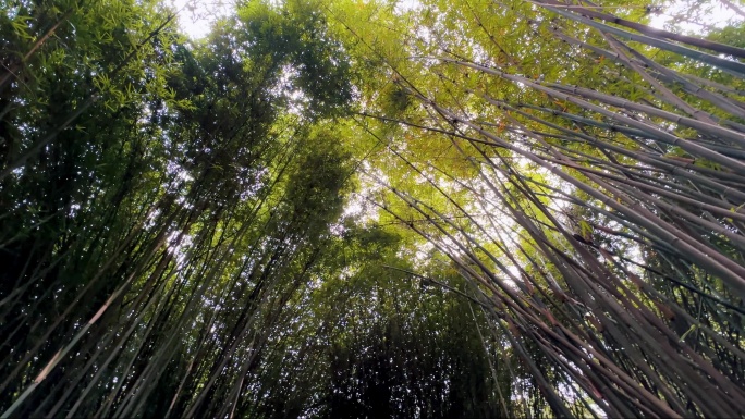 竹子竹林天空低角度