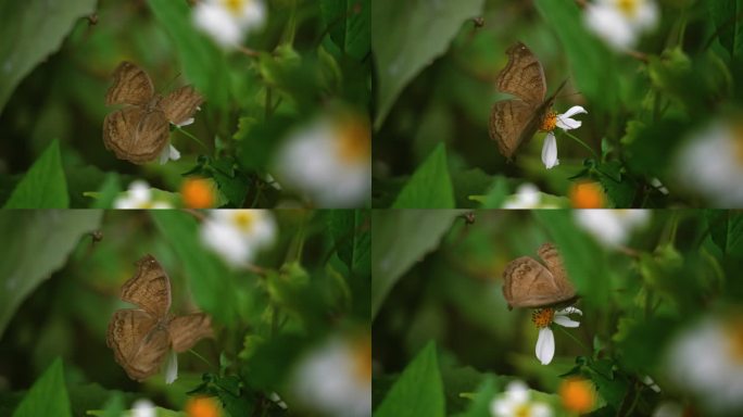 蝴蝶白花鬼针草开花春雷春雨春天2717