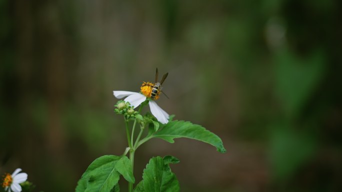 蜜蜂白花鬼针草开花春雷春雨春天2710