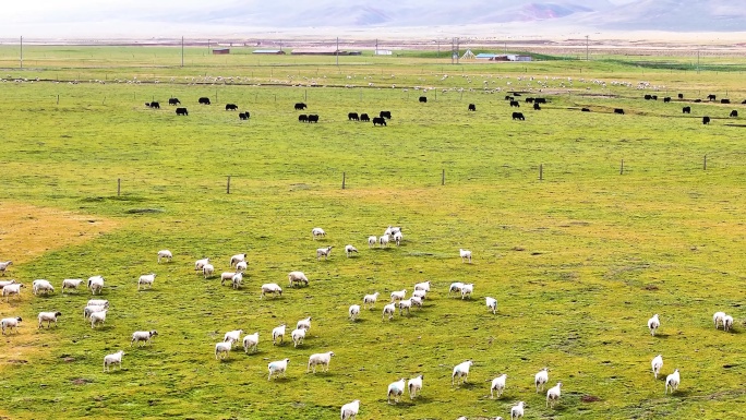 牛羊成群草原奔跑